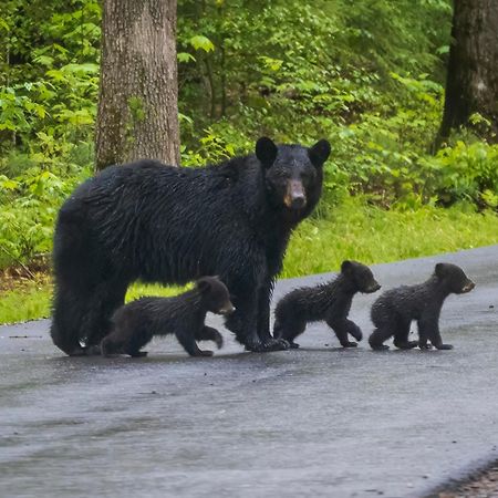 Вілла Pigeon Forge Getaway Екстер'єр фото