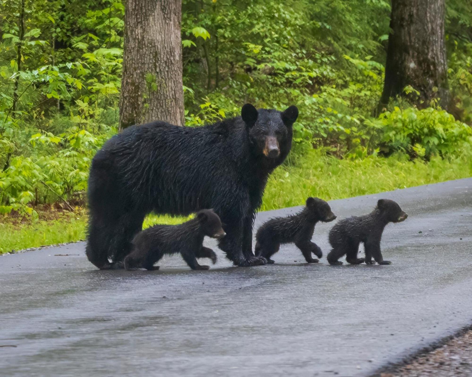 Вілла Pigeon Forge Getaway Екстер'єр фото